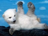可愛北極熊