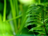 高清晰綠色植物系列