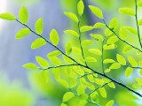 高清晰綠色植物系列