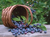 碩果纍纍-藍莓篇