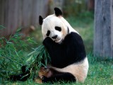 熊貓寫真