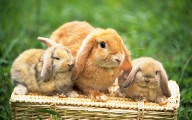 可愛兔全集