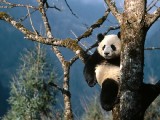熊貓-憨態可掬的國寶