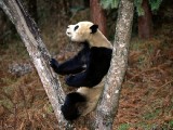 熊貓-憨態可掬的國寶
