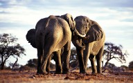 野生動物-大象