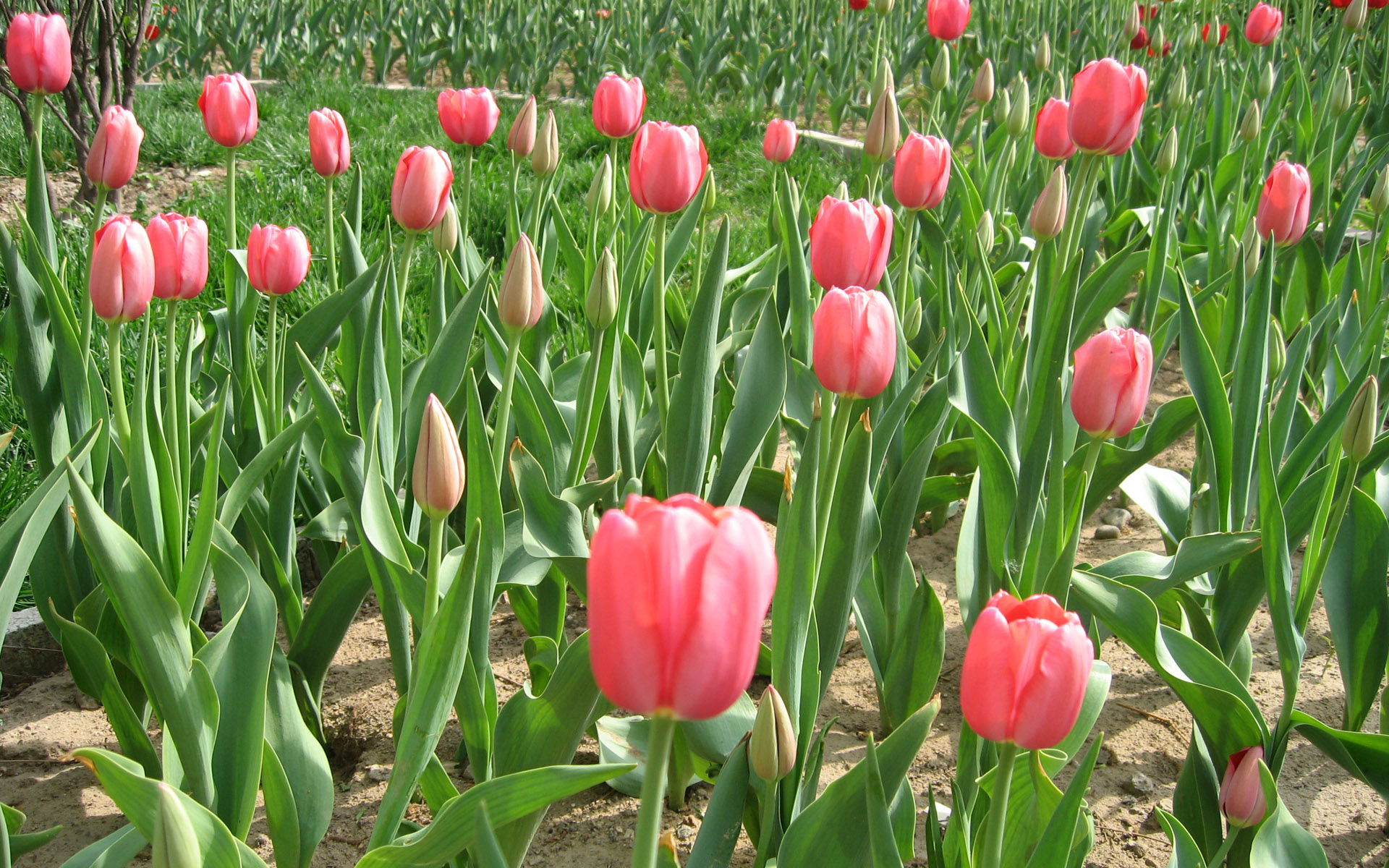 Graceland тюльпан